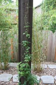 Clematis Chain Clematis Garden Vines Clematis Trellis