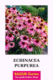 Echinacea Purpurea Top Qualitat Kaufen Baldur Garten In 2020 Pflanzen Mehrjahrige Pflanzen Sonnenhut Pflanze