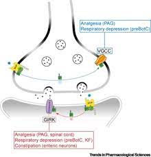 Critical Assessment Of G Protein Biased Agonism At The M Opioid Receptor Trends In Pharmacological Sciences
