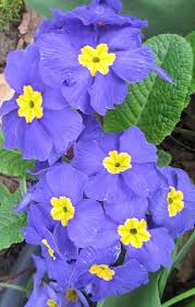 Pin On Prim And Proper Primrose
