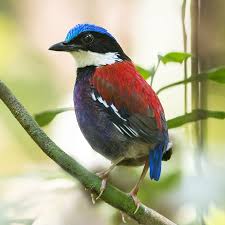 Image result for Burttia prunoides