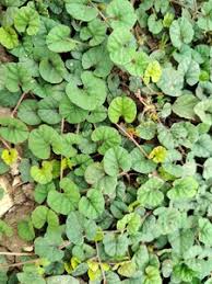 Image result for Merremia emarginata