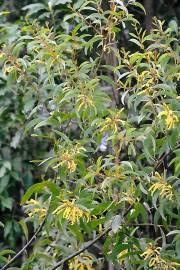 Image result for Achyrospermum aethiopicum
