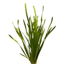 Image result for Vallisneria spiralis