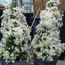 Check spelling or type a new query. Clematis Joe Immergrun Fur Balkon Und Terrasse Online Kaufen Clematisonline De