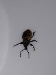 Basement Black Beetle Bug In House Order Coleoptera Family Curculionidae Some Sort Of Root Weevil Weevils Spider Interesting Things