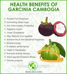 Image result for Garcinia acutifolia