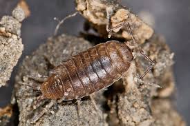 Image result for Halopegia