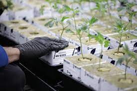 Tips On Caring For Your Cannabis Clones | Flora Terra