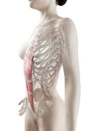 Beautiful fish picture full body photo shoot shot high quality rare specimen underwater fished tank community friendly fishing anatomy class. Female Body Model With Detailed Rectus Abdominis Muscle Digital Illustration Artwork 3d Rendering Stock Photo 311549592