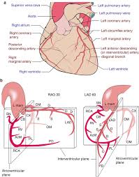 Left coronary artery left circumflex. Diagnostic Coronary Angiography Springerlink
