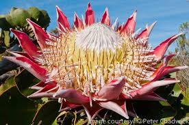 #proteas #flower art #doodles and miscellania #doing this kinda stuff makes me miss screenprinting #actually i miss printing in general. The Table Mountain Fund Heritage Day 10 Things You Might Not Know About Our Magnificent Proteas