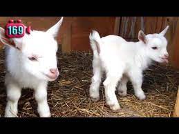 Lirik Lagu Anak Anak Kambing Saya Kambing Kartu Bayi Lagu