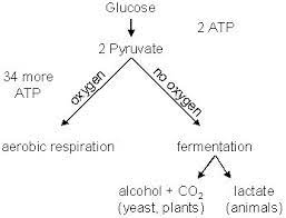 Cellular Respiration Biology Classroom Teaching Biology Biology Resources