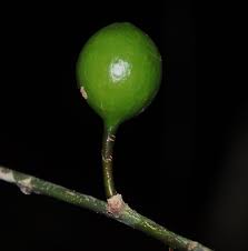 Image result for Strombosiopsis