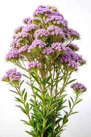 Image result for Tetradenia