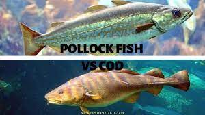 Pollock Fish Vs Cod Discussion And Debate Seafish