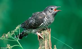 Image result for cuckoos migrating