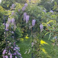 Image result for Wisteria