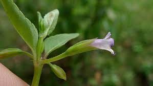 Image result for Torenia thouarsii