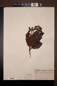 Image result for Crossopteryx