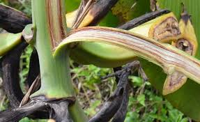 Semua ciri ciri ini terlihat karena fungsi dari susuk pemikat sendiri adalah untuk. Ini Punca Kenapa Pokok Pisang Yang Sedang Berbuah Tiba Tiba Layu Dan Mati Impiana