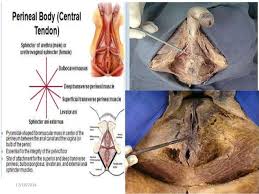 Posteriorly to the contents of the superficial perineal pouch (8). Contents Of Male And Female Perineal Pouches Copy
