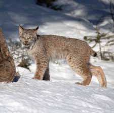 The typical predators for this area are grizzly bears, wolves, lynxes and wolverines. Lynx Numbers Are In Decline In The West The New York Times