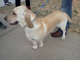 Black And White Basset Hound Mix Lab Basset Hound Basset Hound Mix Basset Hound Beagle Hybrid Dogs