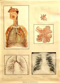 Four Vintage Anatomical Wall Charts Adam Rouilly