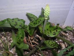 Image result for Drimiopsis