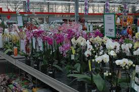 Augsburg Ist Gerettet Plantiflor Gartencenter Ubernimmt Schwerter Unternehmen Schwerte
