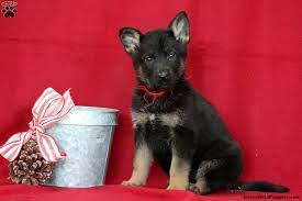 529 likes · 26 talking about this. Holly German Shepherd Puppy For Sale In Pennsylvania German Shepherd Puppies German Shepherd Shepherd Puppies