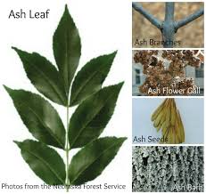 Maybe you would like to learn more about one of these? Ash Trees Nebraska Extension Community Environment Nebraska