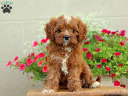 We bought our first pair of aussies in 2005 and discovered from that experience that raising puppies was something i wanted a. Chloe Cavapoo Puppy For Sale From Leola Pa Cavapoo Cavapoo Puppies For Sale Cavapoo Puppies