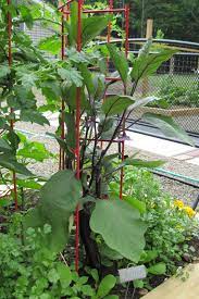 Too Many Tomatoes What S Growing Ichiban Eggplant