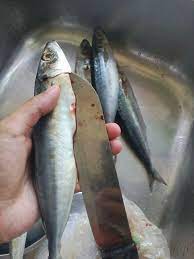 Translations of the word ikan from indonesian to english and examples of the use of ikan in a sentence with their translations: Mak Slalu Bising Kalo Siang Ikan Siakap Keli Press Facebook