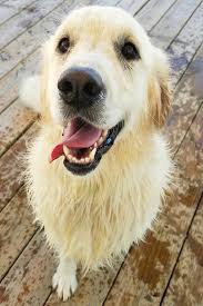 American pet grooming began as a full service grooming salon in 2004 serving the foothill cities and san gabriel valley. Pet Resorts Of America