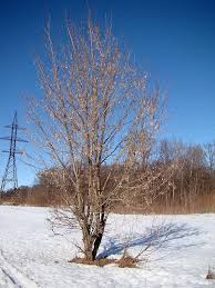 We did not find results for: Acer Negundo Wikiwand