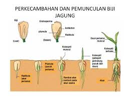 Dalam bunga inilah terdapat putik dan benang sari yang menjadi alat reproduksi bagi tumbuhan. Stadia Pertumbuhan Jagung Ppt Download