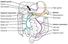 Savesave structure of arteries and veins for later. Chapter 28 Circulatory Pathways Bio 140 Human Biology I Textbook Libguides At Hostos Community College Library
