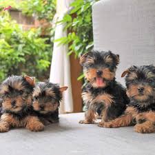 Yorkshire Terrier Cinsi Kopek Bakimi Ve Ozellikleri