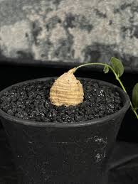 Image result for Trochomeria