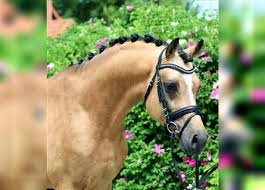 Check spelling or type a new query. Pony For Sale Ehorses Com