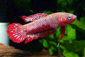 All About Betta Fish Wild Betta Fish Species Betta Fish Betta Betta Aquarium