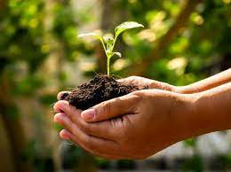 Growing fruit trees in containers: How To Grow Organic Fruits And Citrus Love The Garden