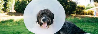 View photos, open house info, and property details for dassel real estate. Pet Surgery In Red Wing Mn The Bluffs Pet Clinic