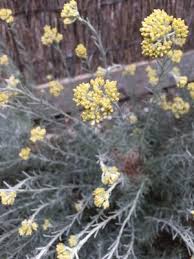 Image result for Helichrysum chasei