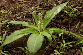 Image result for Chlorophytum brachystachyum