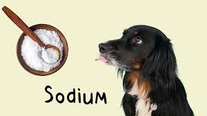 The Role Of Sodium In Your Dog S Diet